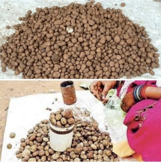 पहली बारिश के साथ लजीज सरई पुटू अथवा बोड़ा की धमक छत्तीसगढ़ के बाज़ार में,बिलासपुर में बेलगहना वनांचल से पहुंच रहा सीजन में अकेले बस्तर के लोग 5 से 7 लाख रु.की बोड़ा चट कर जाते है