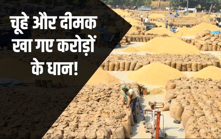 छत्तीसगढ़ धान घोटाला : सरकारी चूहे फिर खा गए 250 करोड़ के चावल