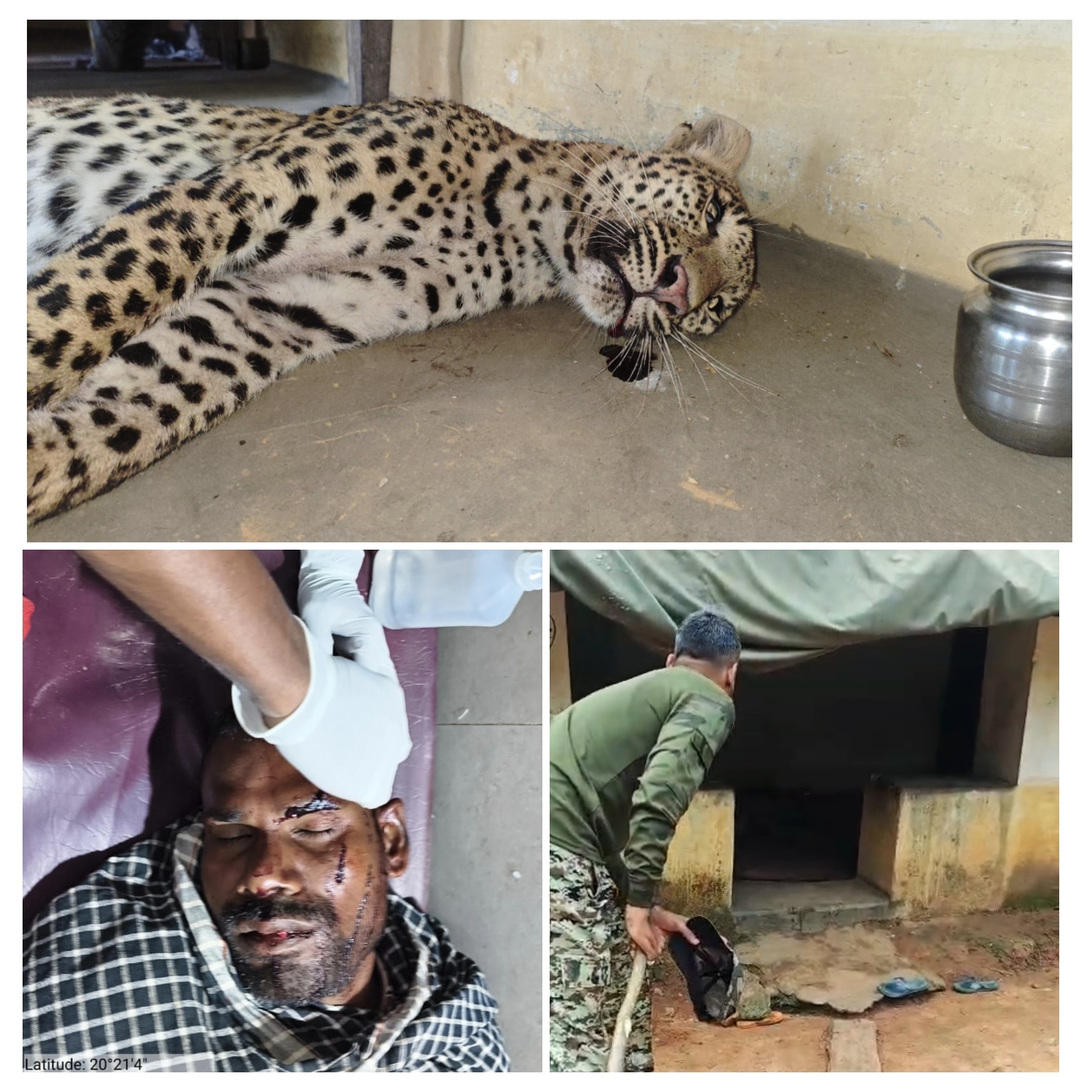  Leopard: घर में घुसकर दो ग्रामीणों पर हमला करने वाला तेंदुआ मृत हालत में मिला