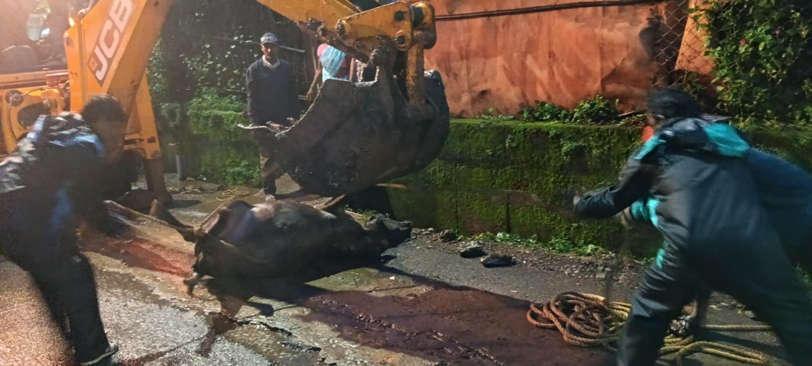 नगर पालिका किरंदुल की सराहनीय पहल: नाली में गिरी गौ-माता का किया गया सुरक्षित रेस्क्यू
